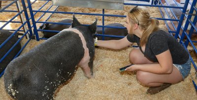 Lemoore High's Future Farmers of America student Eryn Christensen feeds her hog Stella watermelon Wednesday morning prior to the start of the fair.
